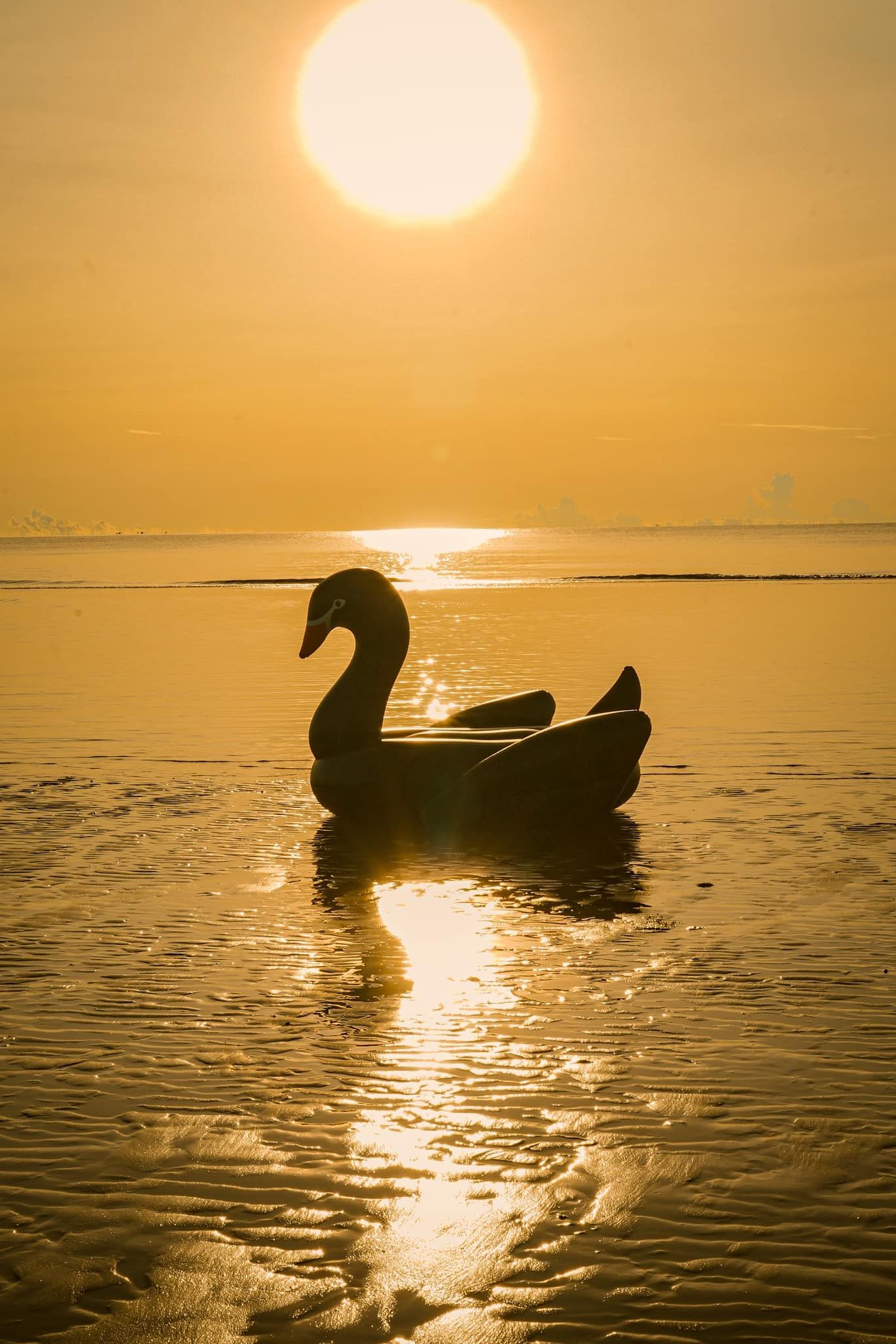 A swan is floating on top of a body of water at sunset.