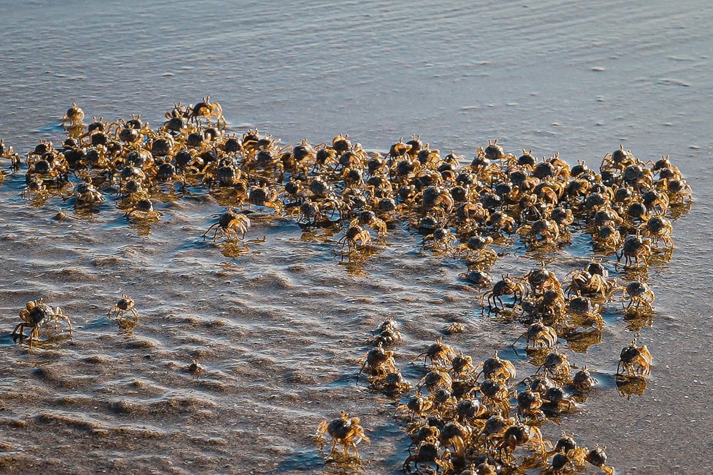 A large group of crabs are swimming in the water on a beach.