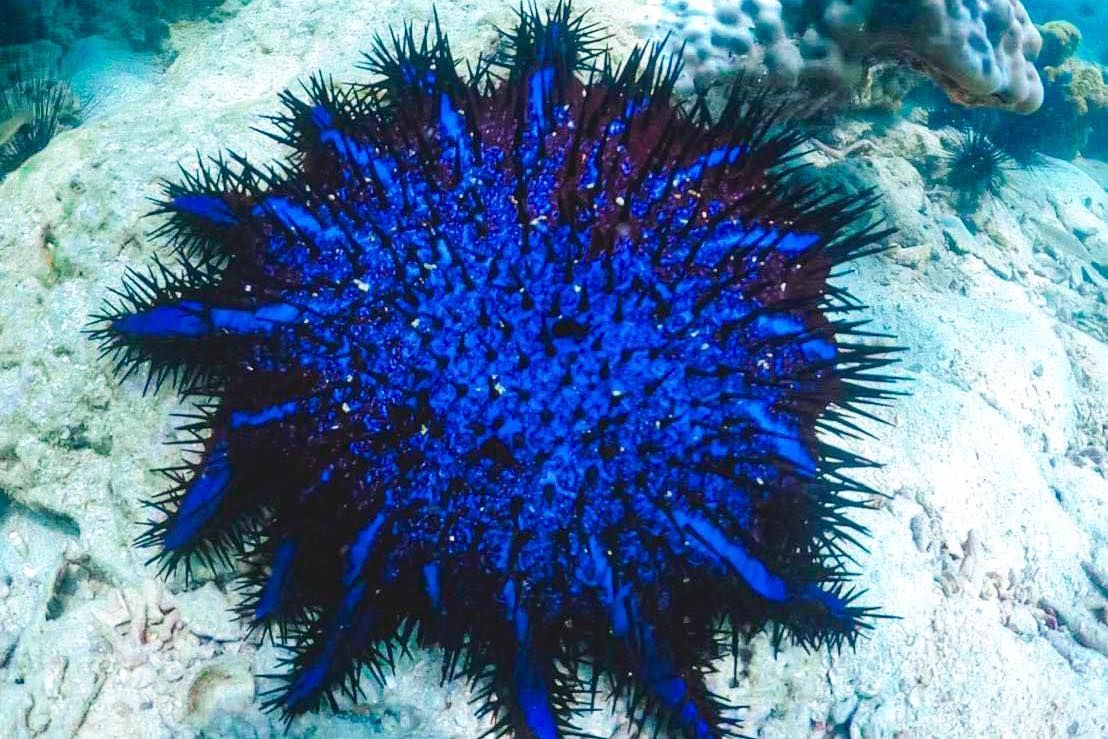 A blue and purple sea urchin is swimming in the ocean.