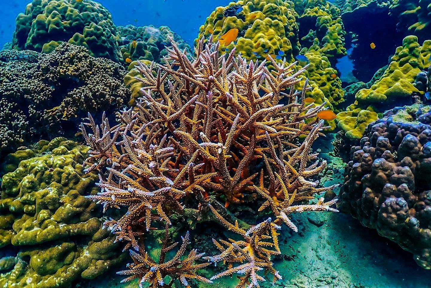 A coral reef with many different types of corals and fish