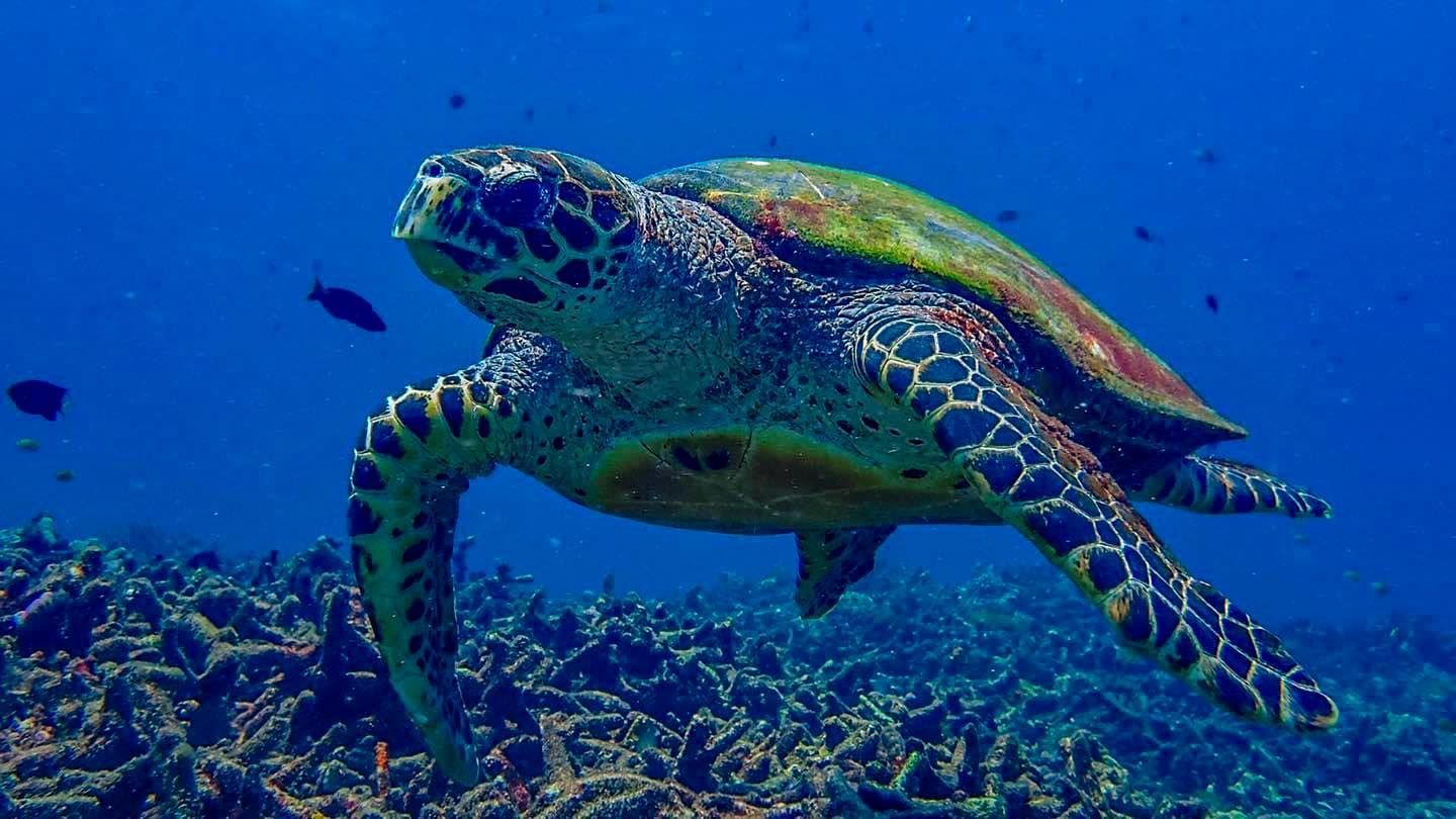 A sea turtle is swimming in the ocean near a coral reef in Surin Islands.