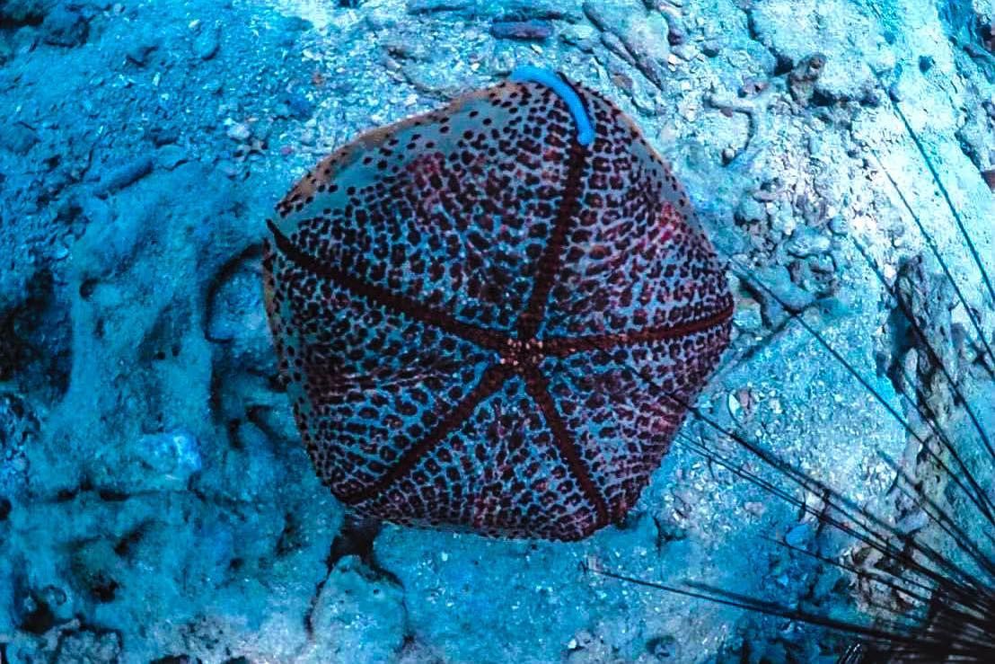 A starfish is sitting on top of a rock in the ocean near similan islands.