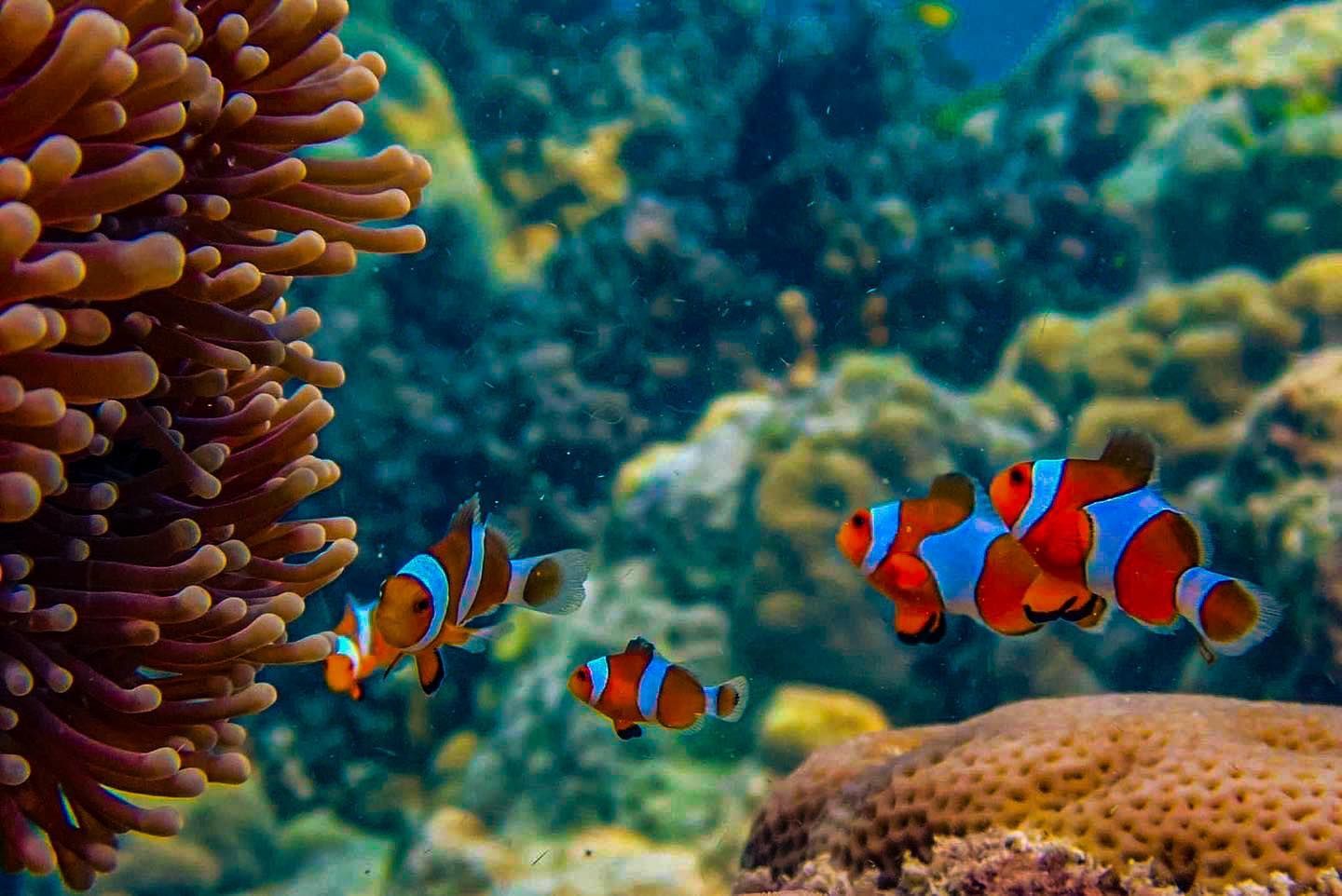 A group of clown fish are swimming in a coral reef.
