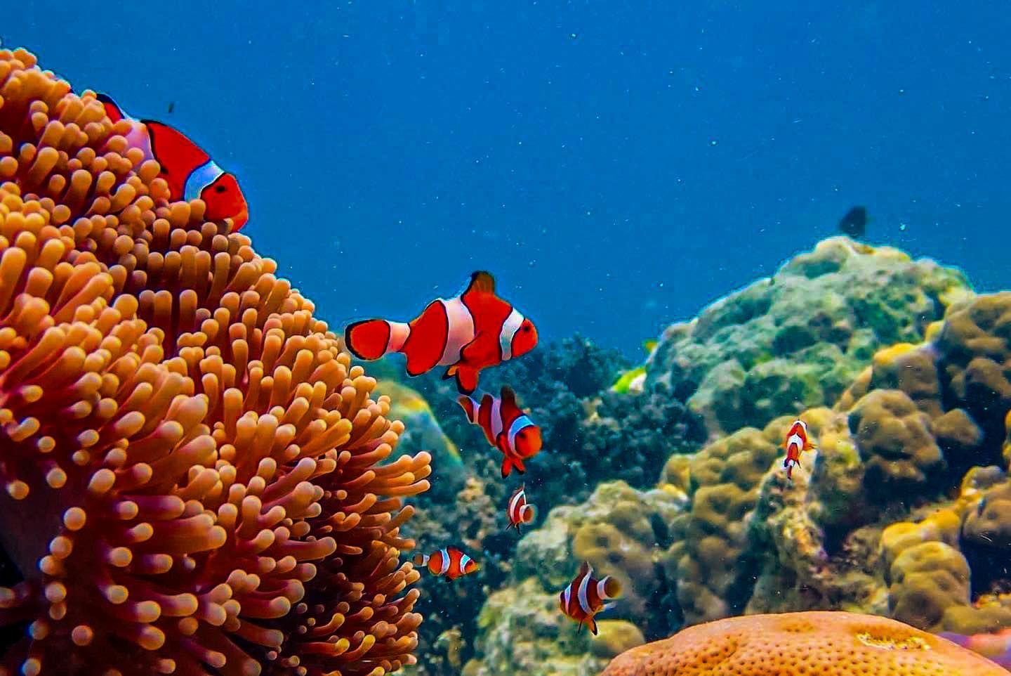 A group of clown fish are swimming around a coral reef in Surin islands.
