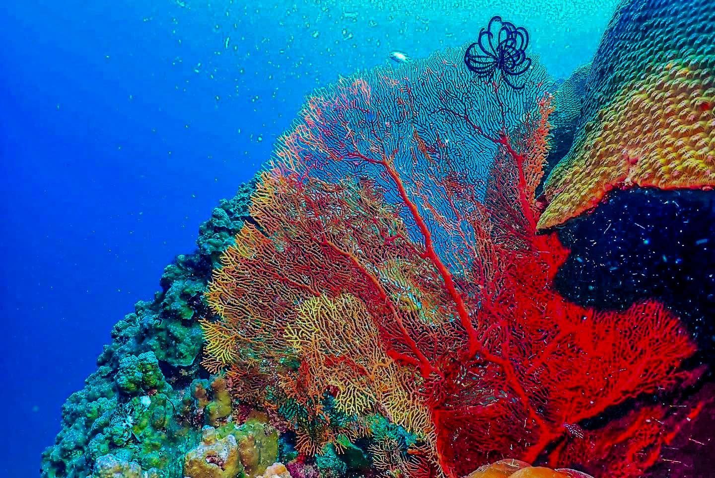 A coral reef with lots of colorful corals and sponges in the ocean.