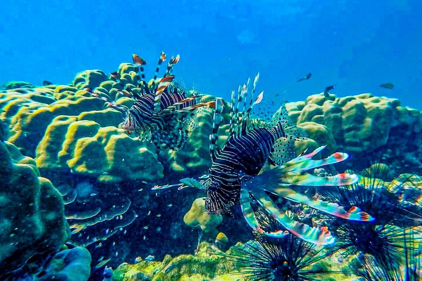 A lionfish is swimming in the ocean near a coral reef.