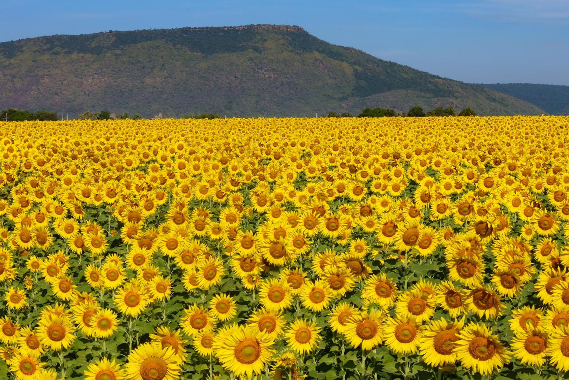 A field of sunflowers with mountains in the background  in Lopburi