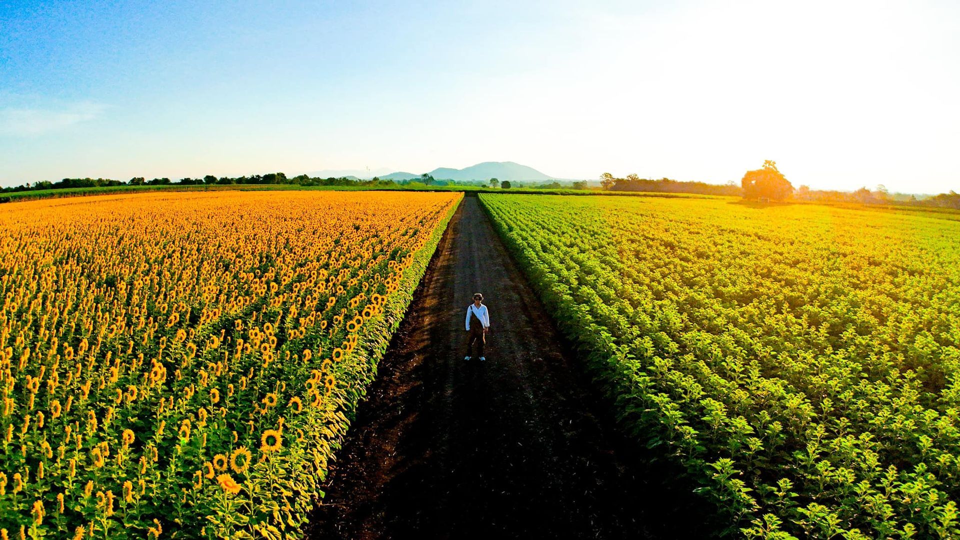 An aerial view of a man standing in the middle of a field of sunflowers  in Lopburi.