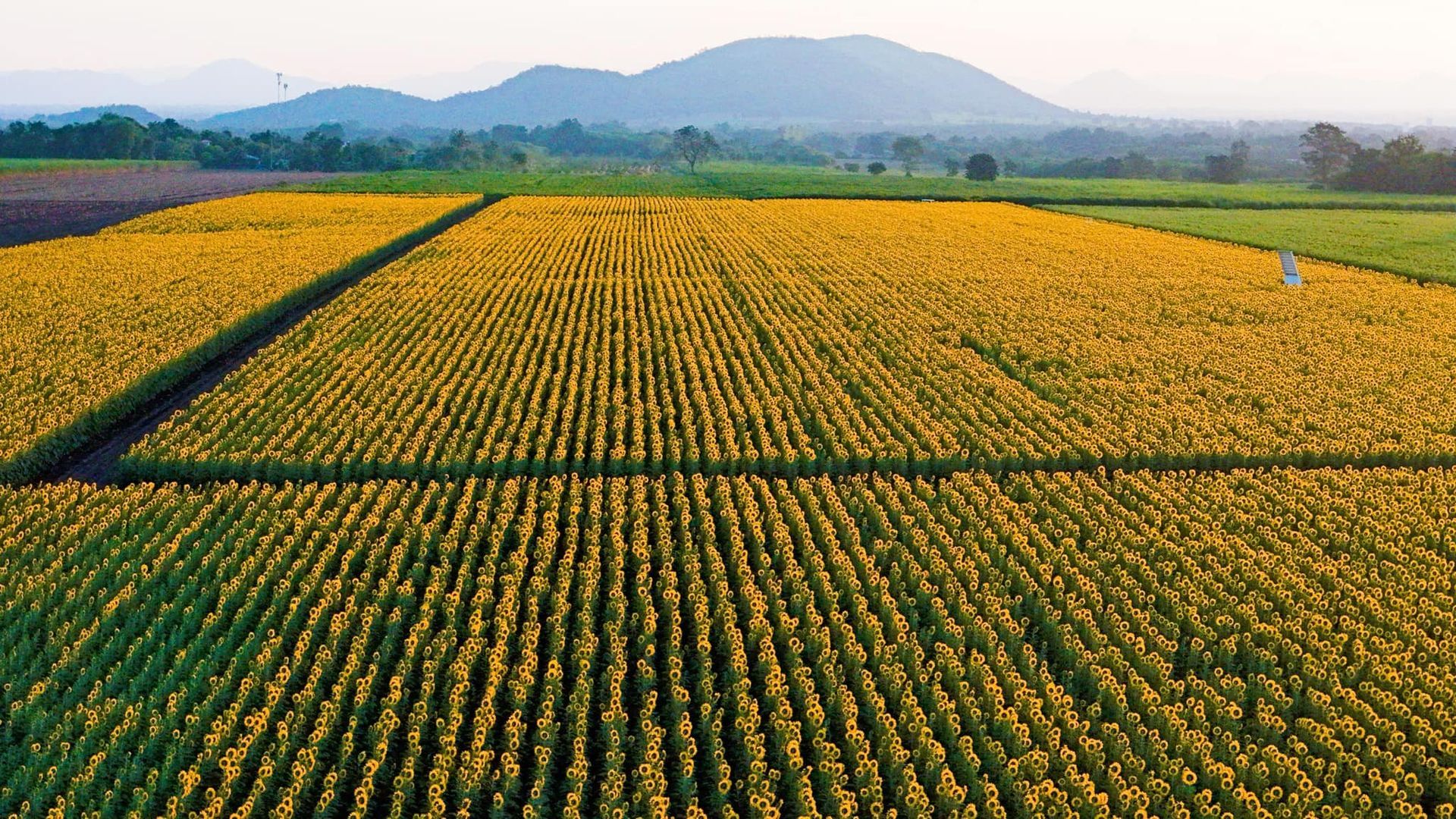 An aerial view of a corn field with mountains in the background.