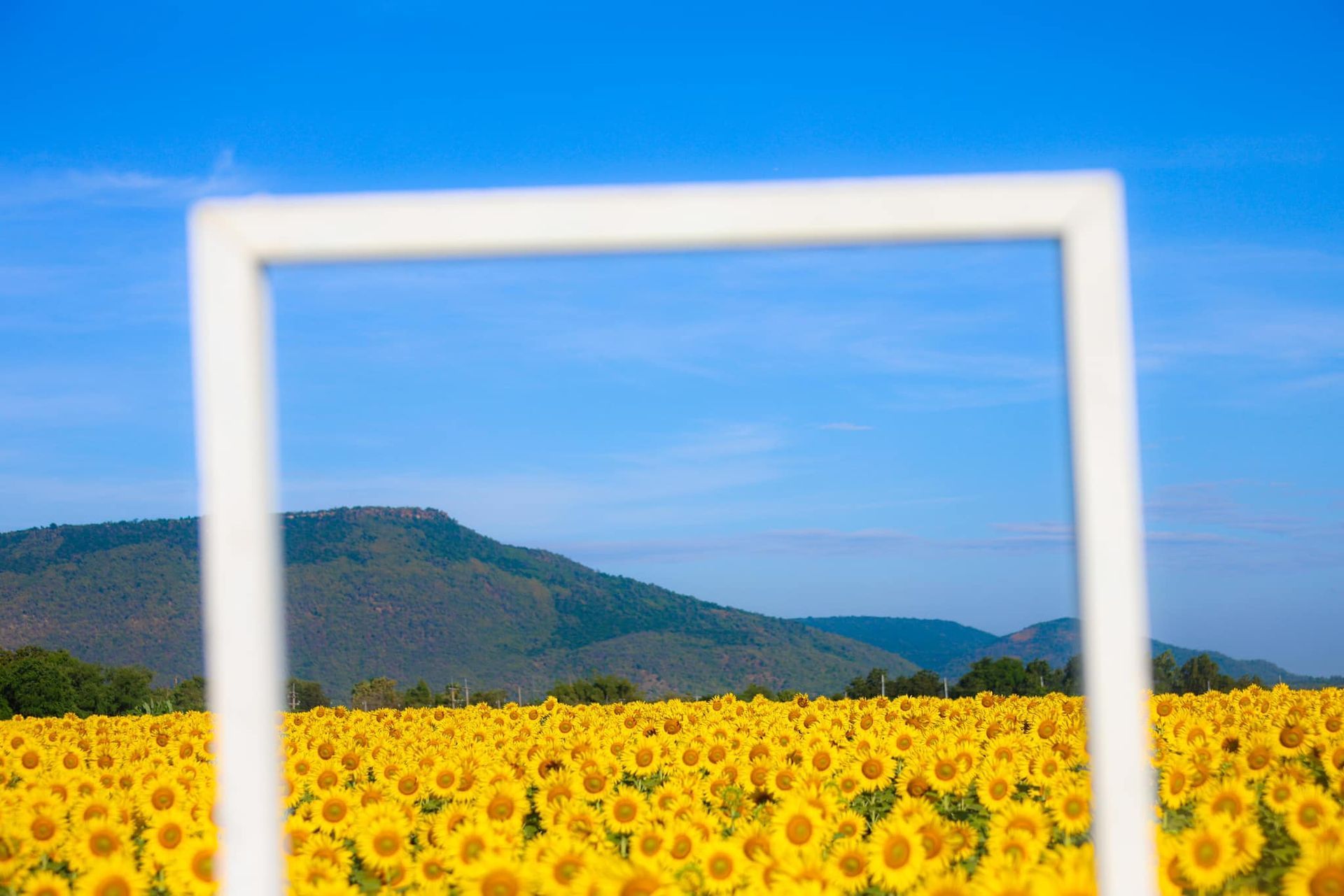 A field of sunflowers with a white frame in the foreground.