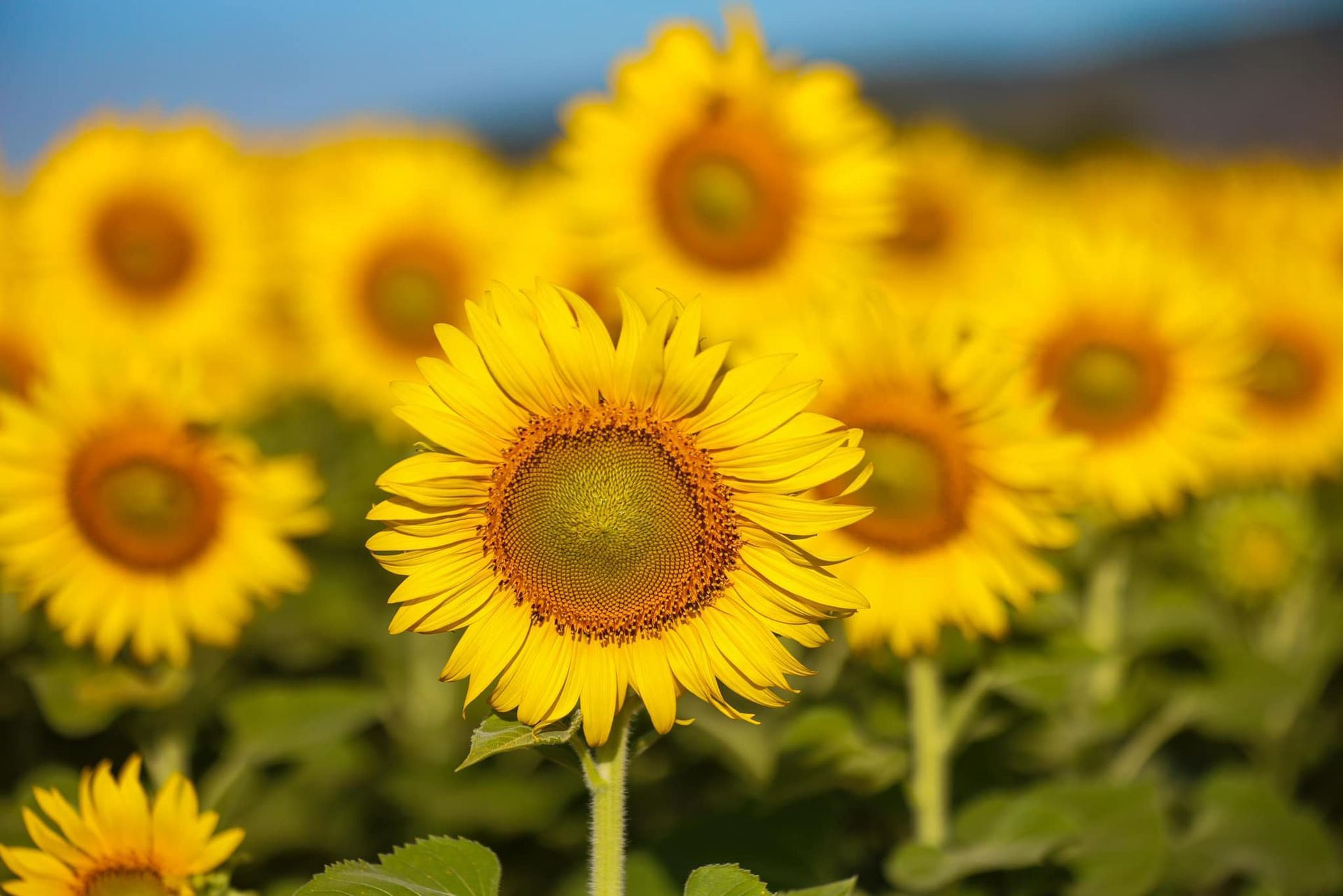 A field of sunflowers with a single sunflower in the foreground.