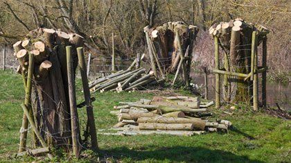 oak tree logs
