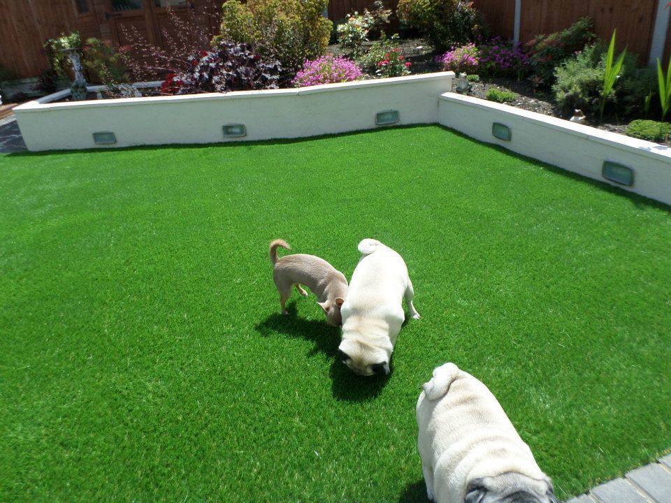 Two dogs playing on a clean, durable synthetic grass backyard.