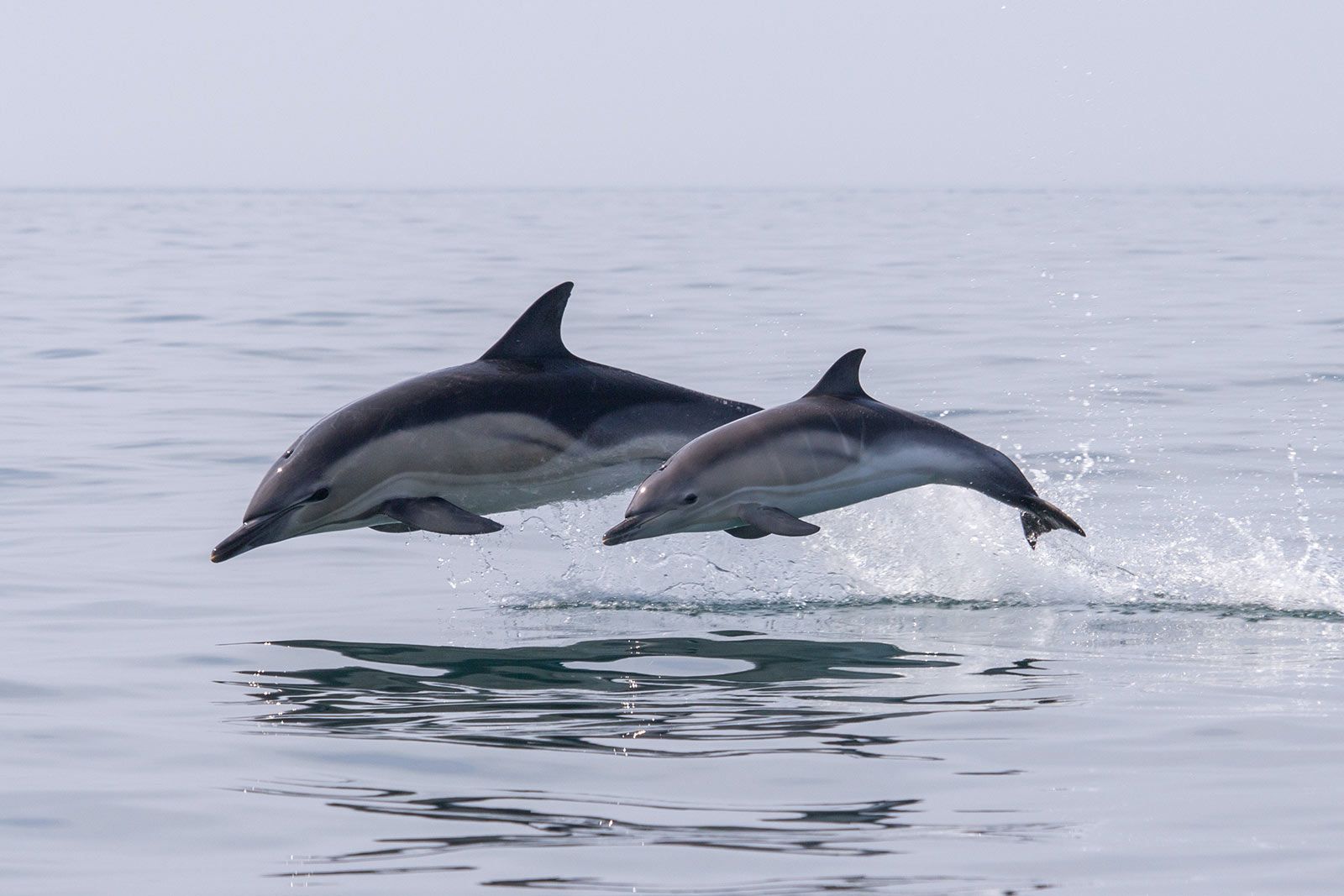 Twee dolfijnen springen uit de oceaan.