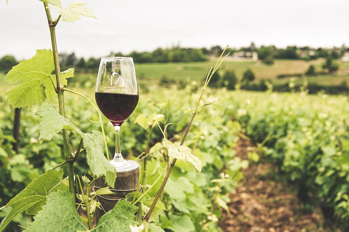 A glass of red wine is sitting on a vine in a vineyard.