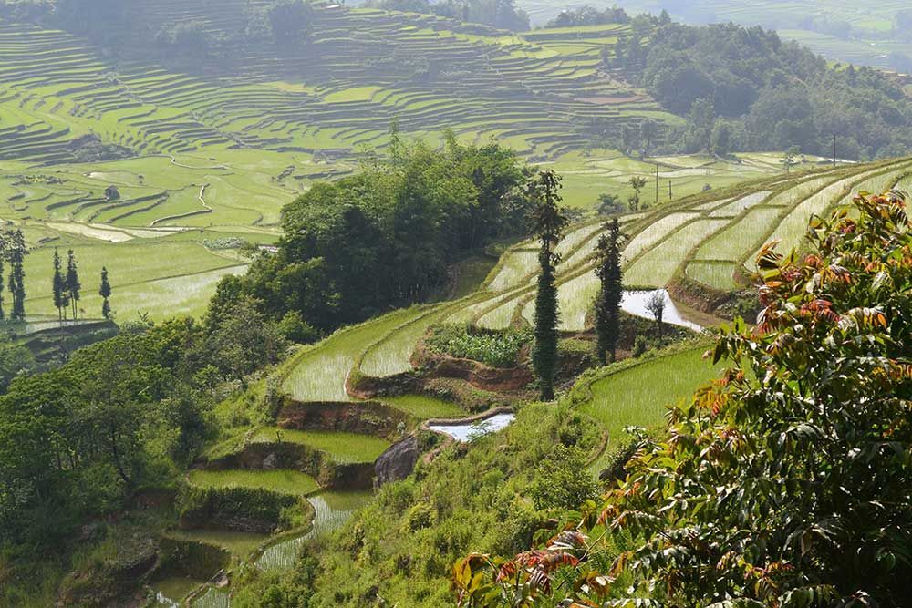 A lush green hillside filled with lots of trees and grass.