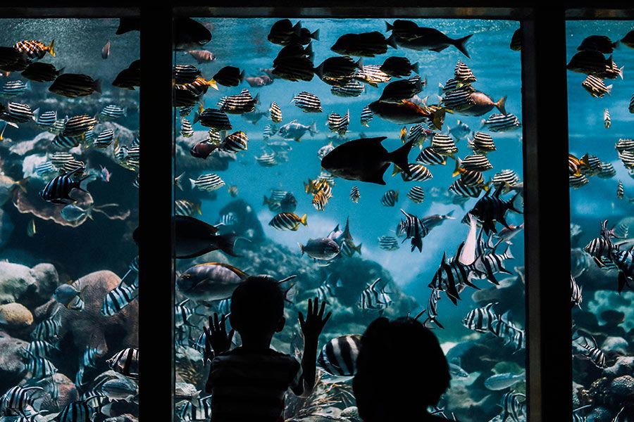 A couple of people are looking at fish in an aquarium.