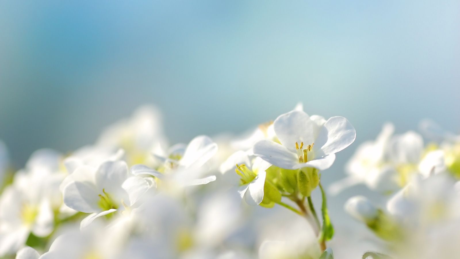 Un campo de flores blancas con un cielo azul al fondo.