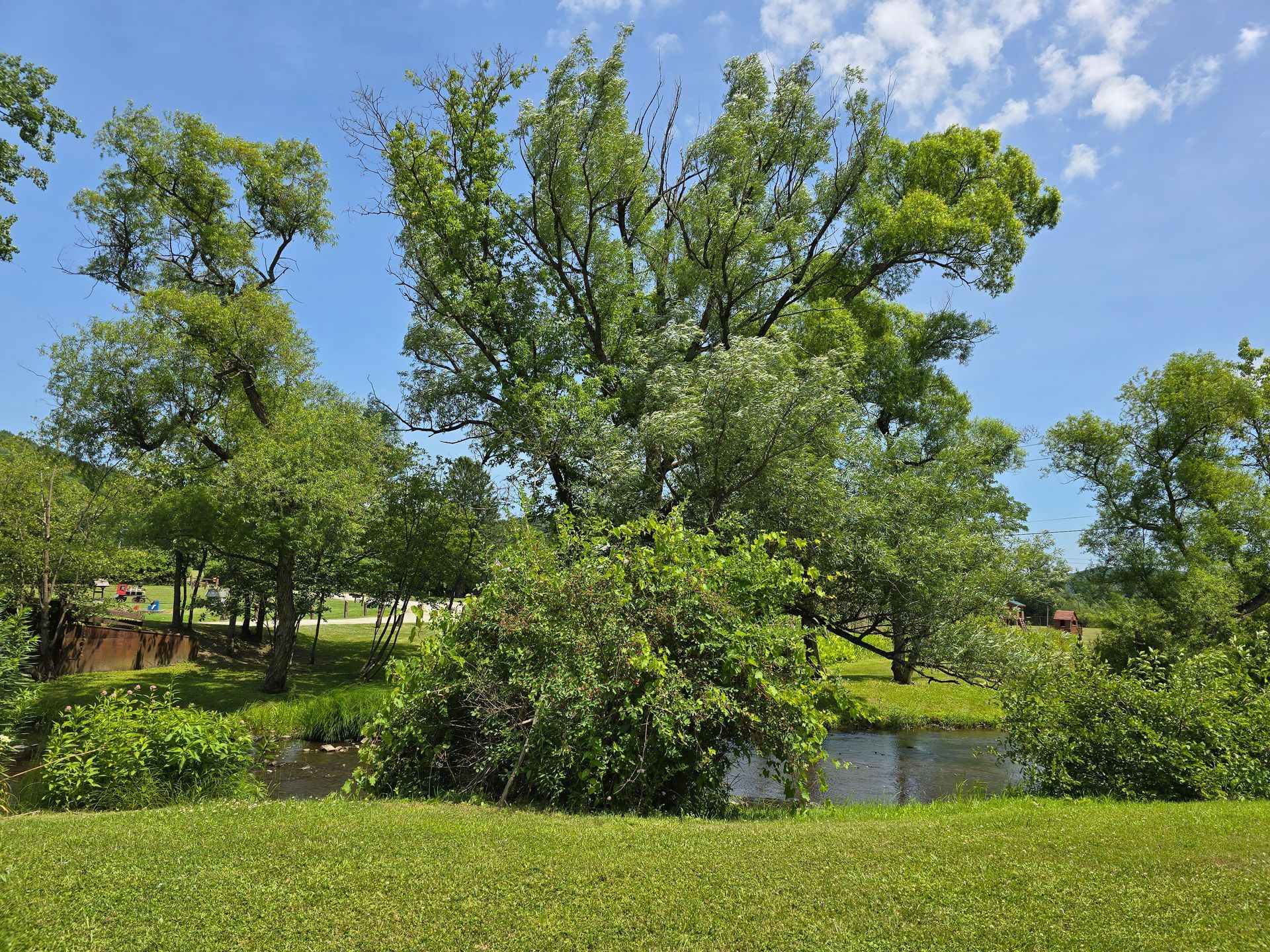 Lush green trees line a grassy bank beside a calm body of water under a bright blue sky.