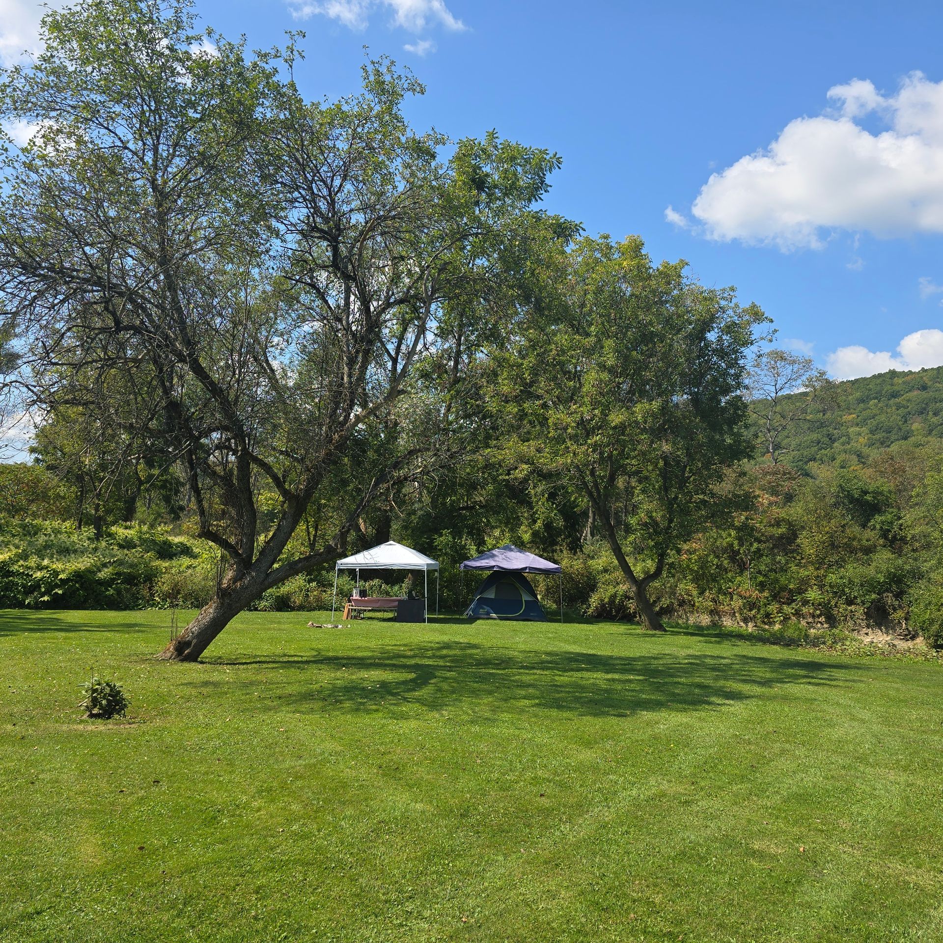 A grassy campsite with tents under trees on a sunny day; a forested hill is in the background.