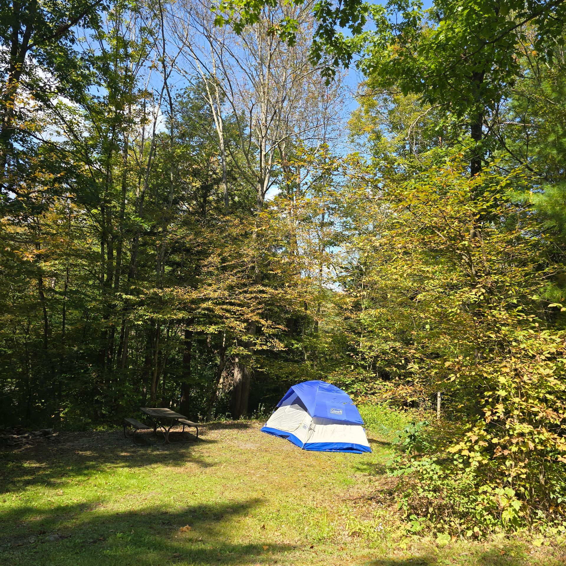 A blue tent set up in a sunny grassy clearing in a forest, with a picnic table visible.