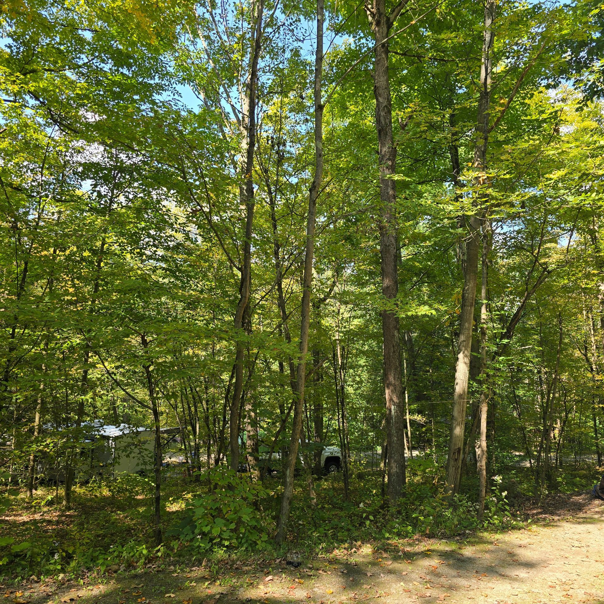 Tall green trees in a forest, with sunlight shining. Several buildings can be seen in the background.