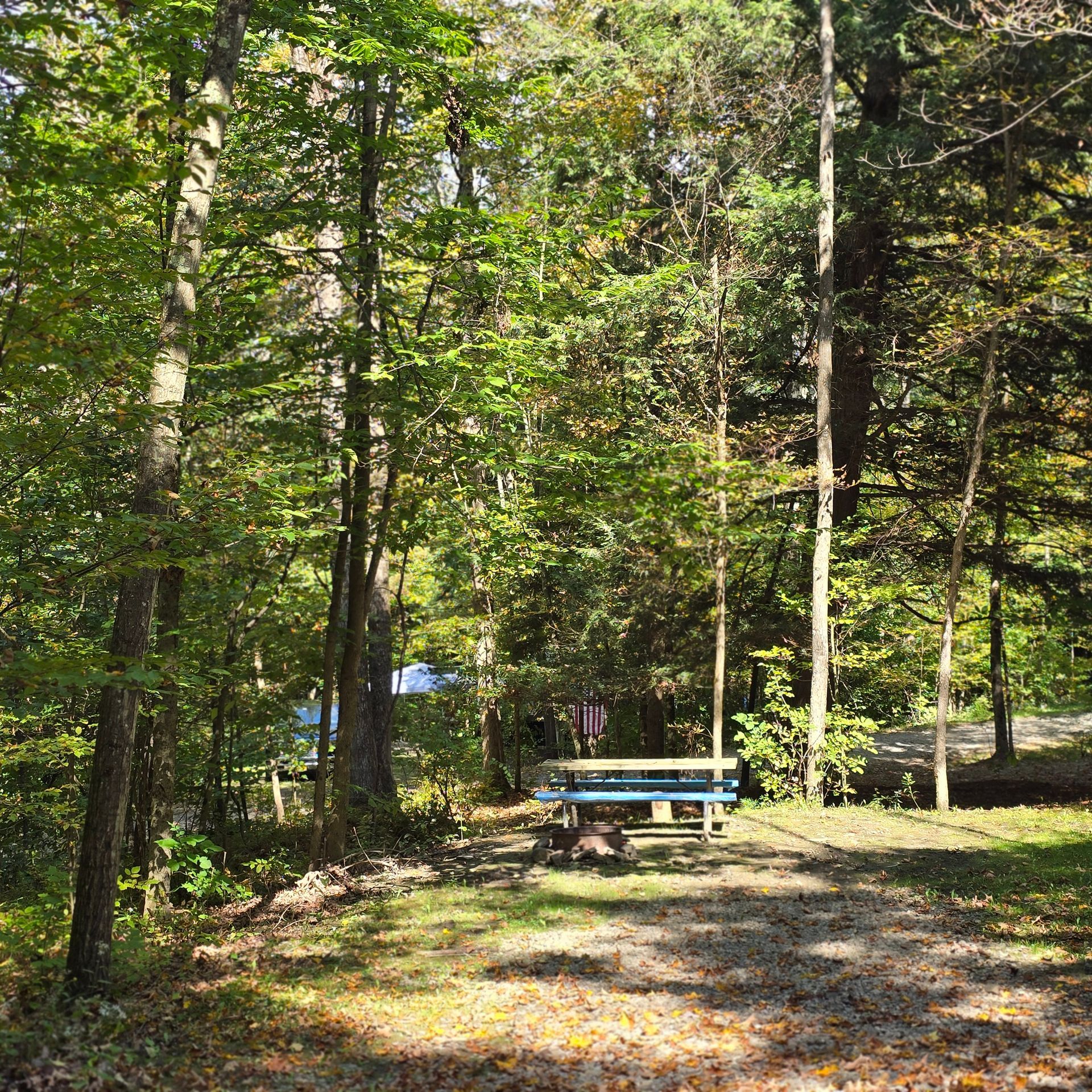 A picnic table sits in a wooded campsite. Green trees surround the table.