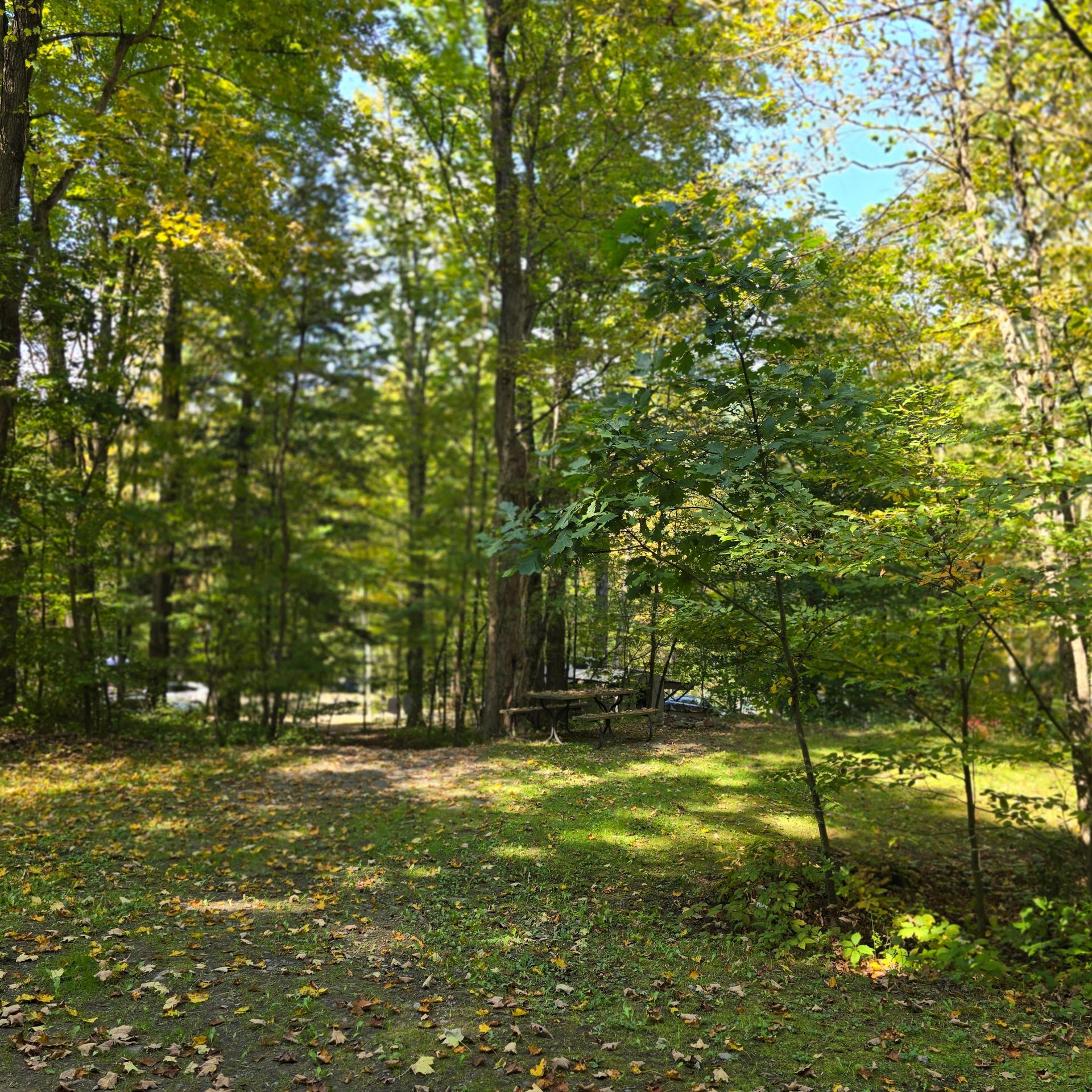 Green forest scene with trees, sunlight, and picnic table.