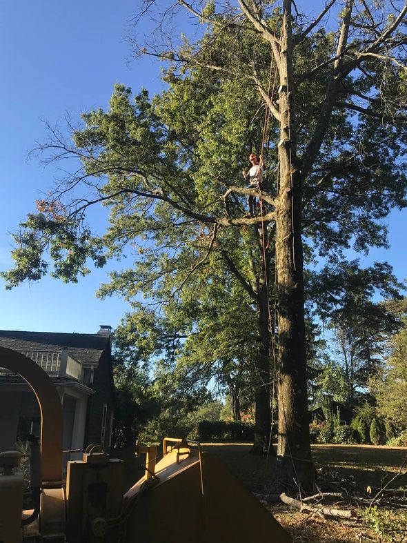 A man is climbing a tree in front of a house.