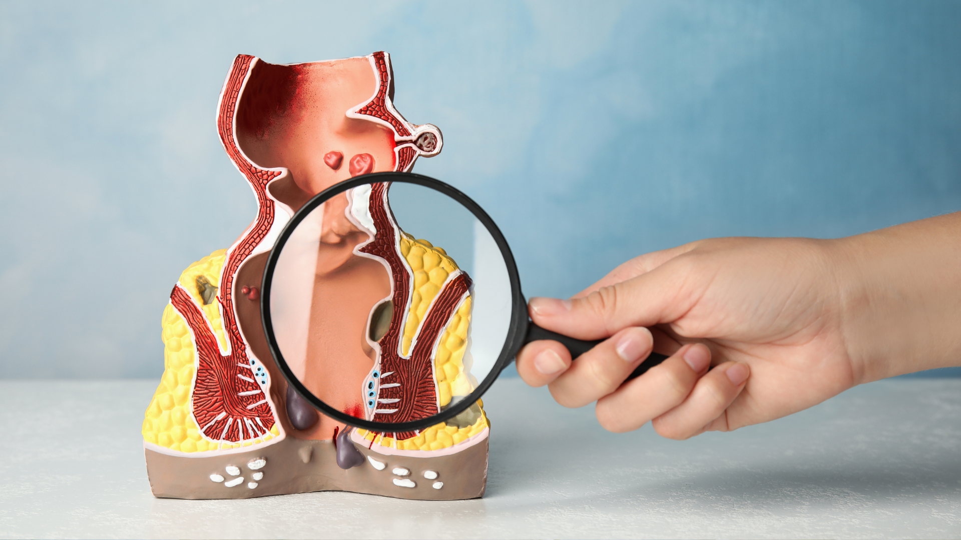 A female doctor is holding a model of the female reproductive system.