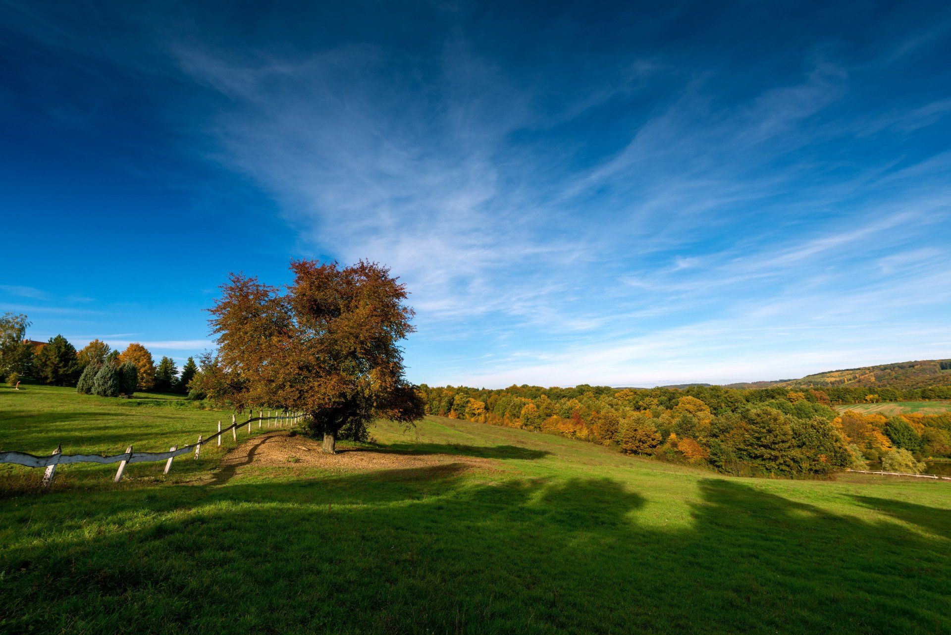 There is a tree in the middle of a grassy field.