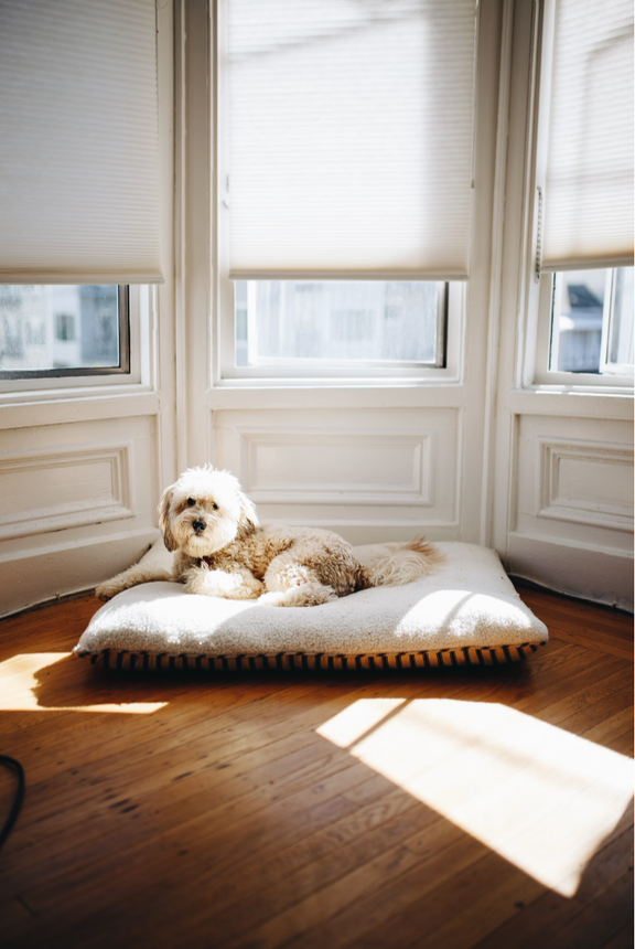 Roller shades comforting a dog by a window in Rialto CA