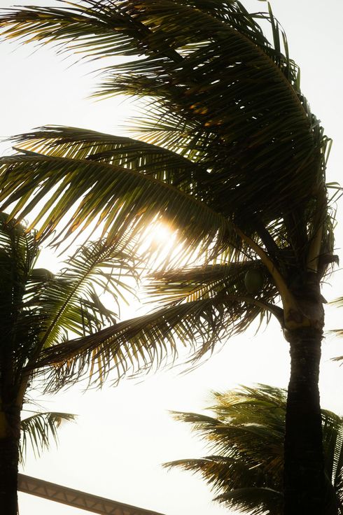 A palm tree blowing in the wind with the sun shining through the leaves