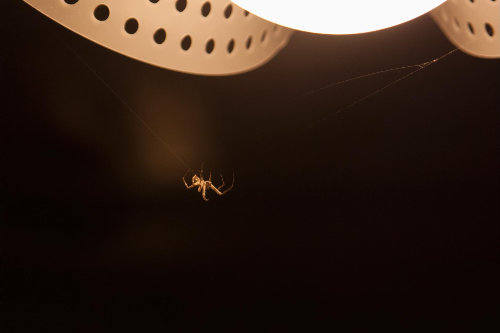 A spider is hanging from a light fixture in a dark room.