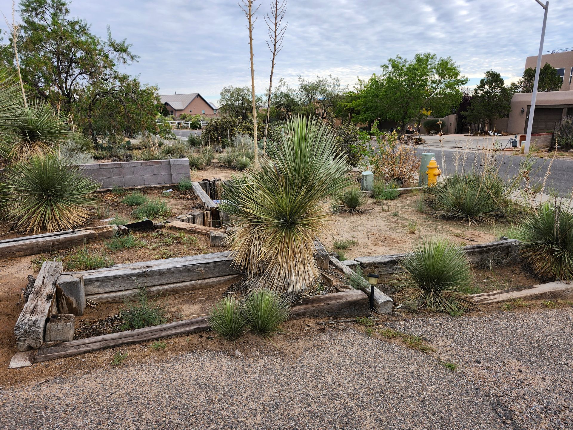 A garden with a lot of plants and a fire hydrant in the background.