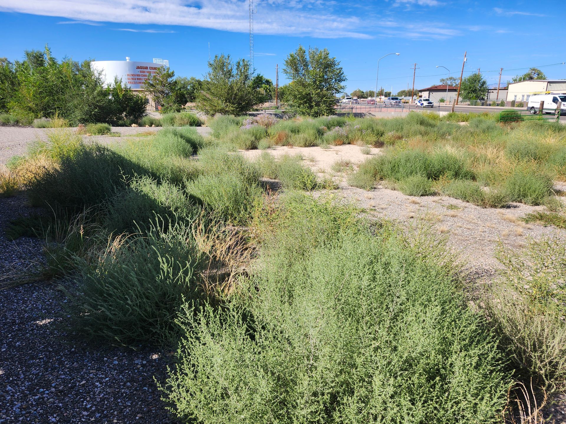 A lot of plants are growing in the dirt in a field