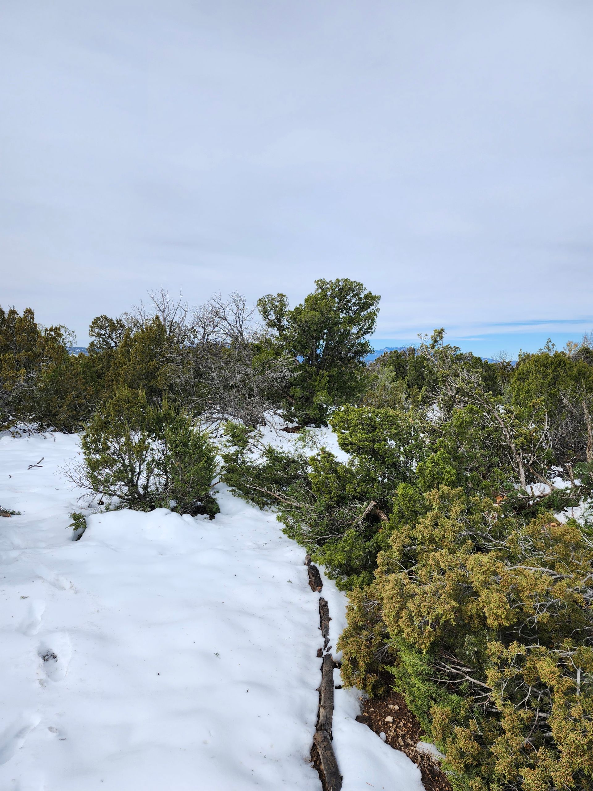A snowy forest with trees and bushes covered in snow