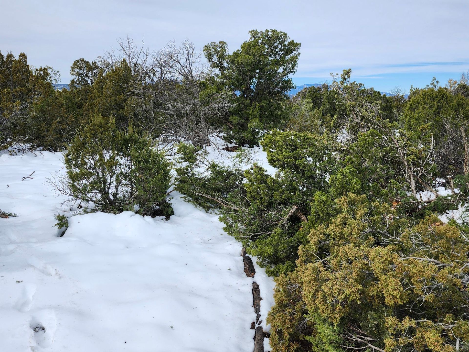 A snowy forest with trees and bushes covered in snow.