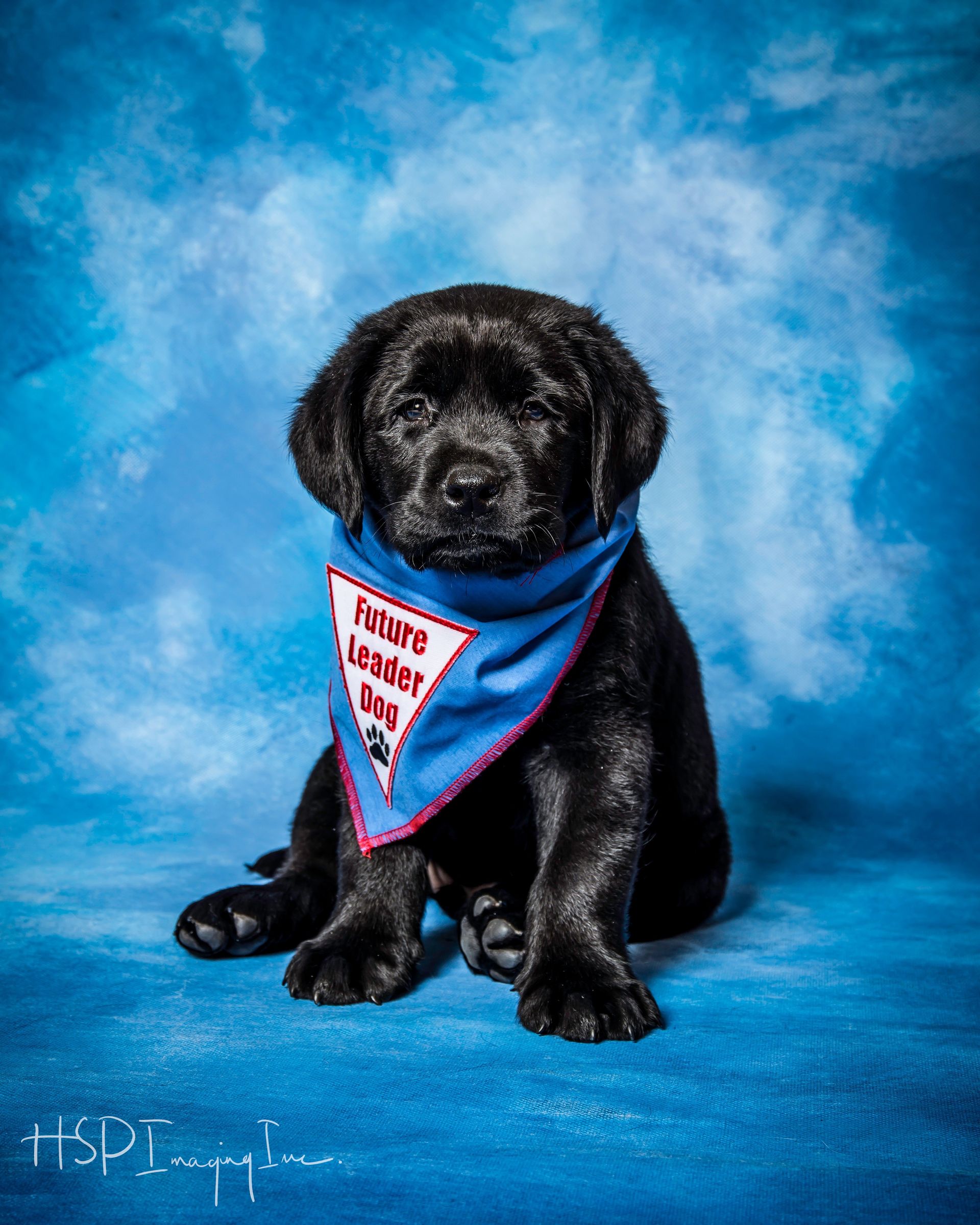 Future Leader Dog photos | HSP Imaging Fenton Michigan