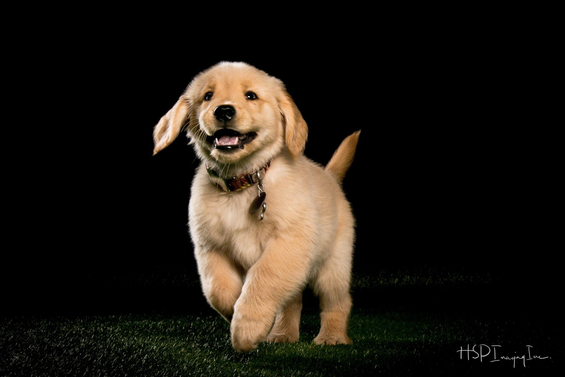 Leader Dogs for the Blind | HSPImaging Inc. #HSPImaging Pet Photos Michigan