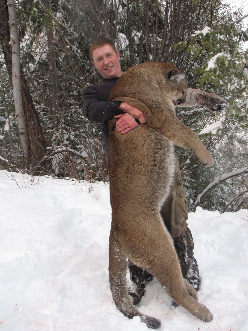 Montana Lion Hunting, Mountain Lion Hunting Guide