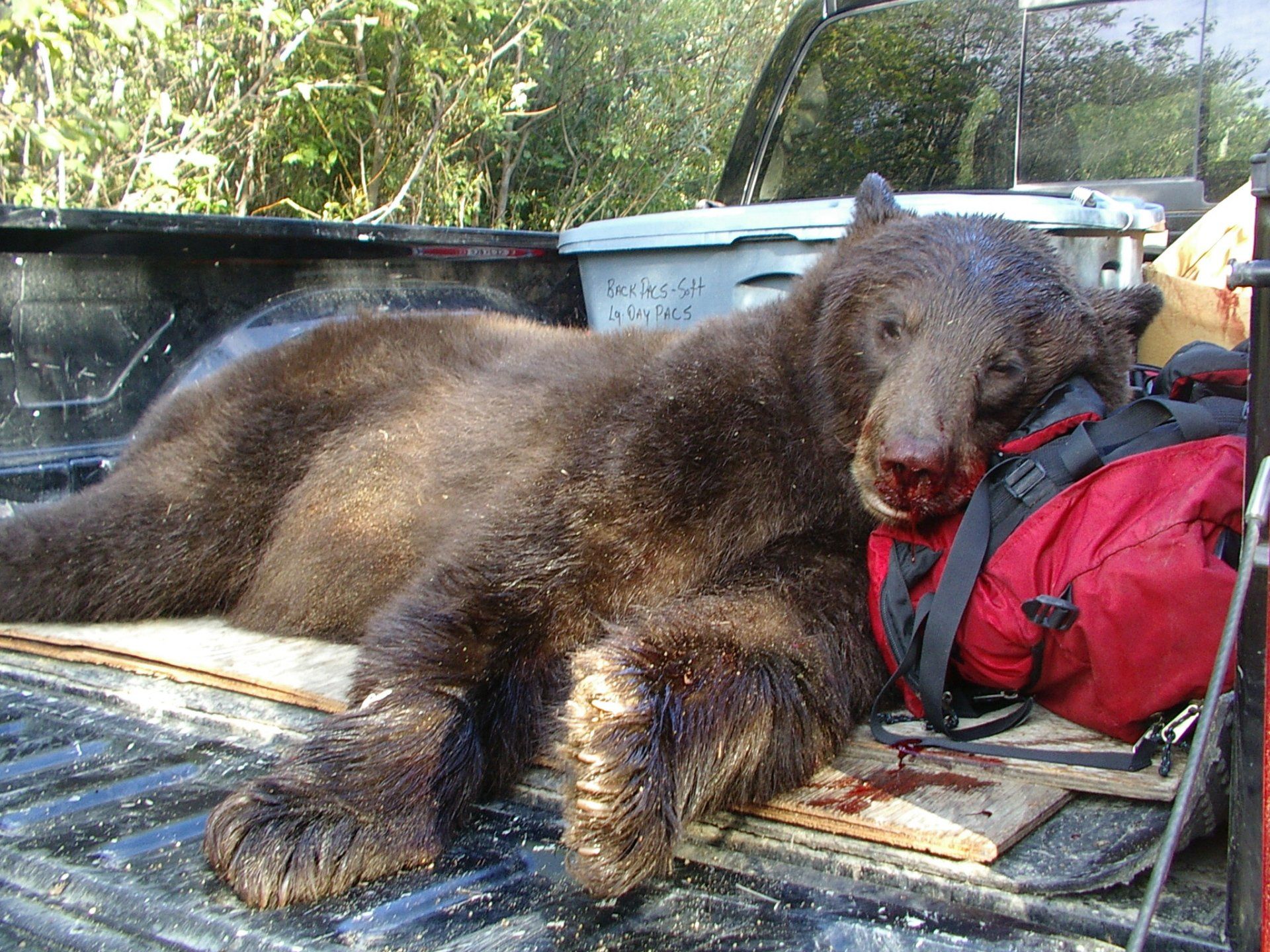 a black bear is laying in the back of a truck