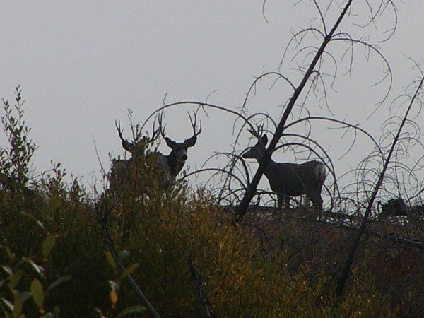 a couple of deer standing on top of a hill
