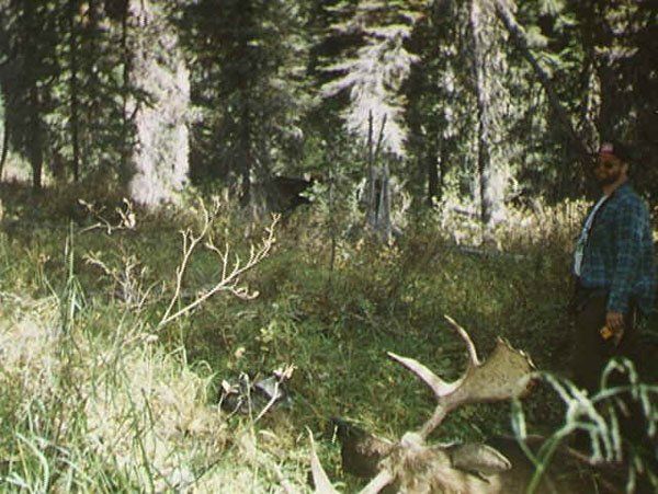 Montana Moose hunting, Rick Wemple Outfitting