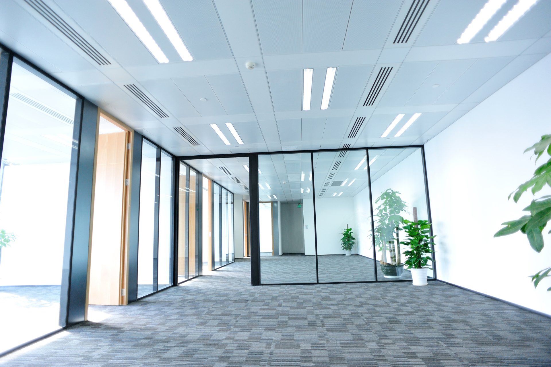 An empty office with a lot of windows and a plant.