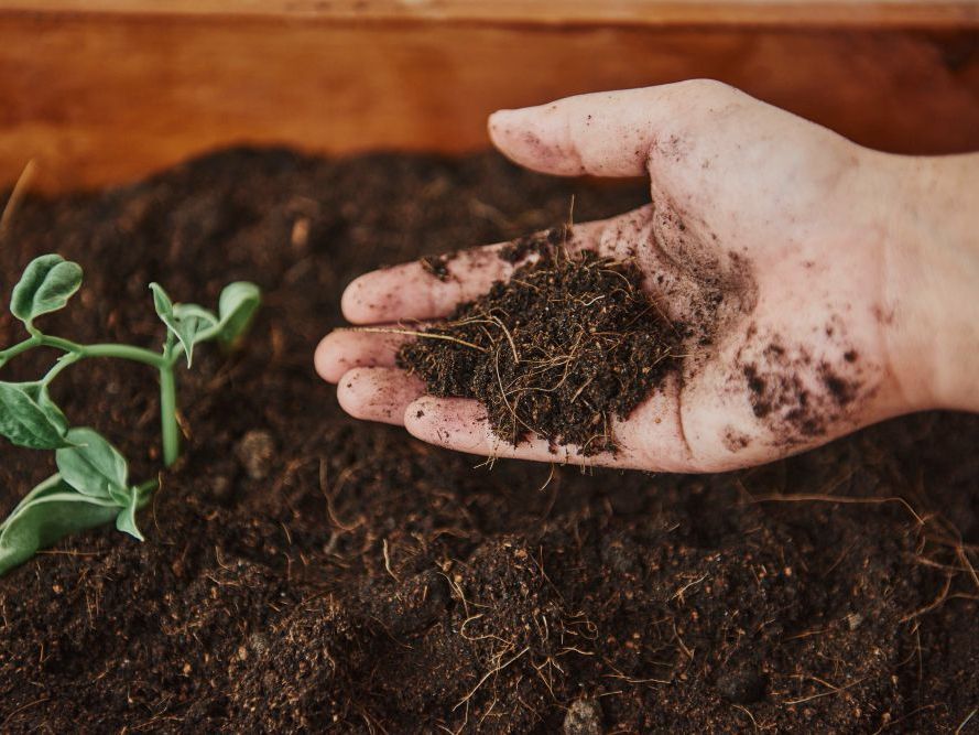 A person is holding a handful of dirt next to a small plant.