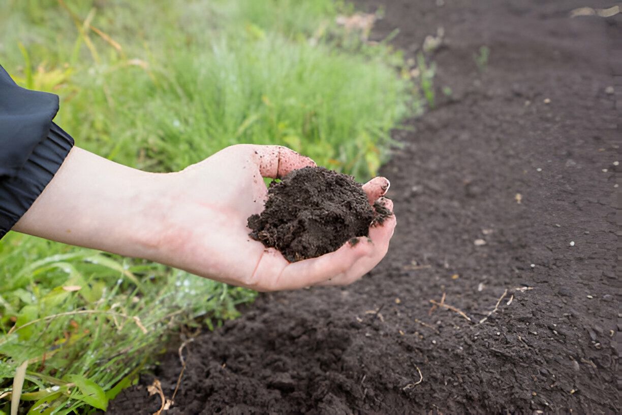 A person is holding a pile of dirt in their hands.