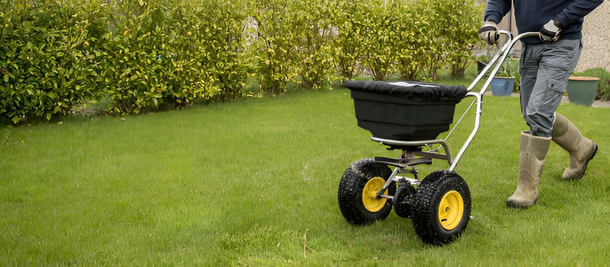 A man is spreading fertilizer on a lush green lawn.