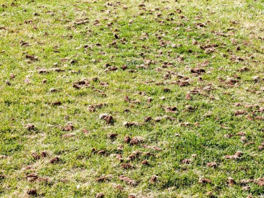A lawn with holes in it and a tree in the background.