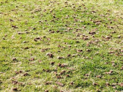 A lawn with holes in it and a tree in the background. A lawn with holes in it and a tree in the background.